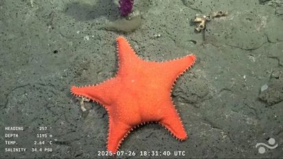 ¿Cuándo es el último streaming del Conicet en el fondo del mar?