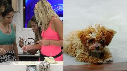 Un perrito de 'Gran Hermano' se comió una tapa y el maquillaje de Julieta: piden sanción para los participantes