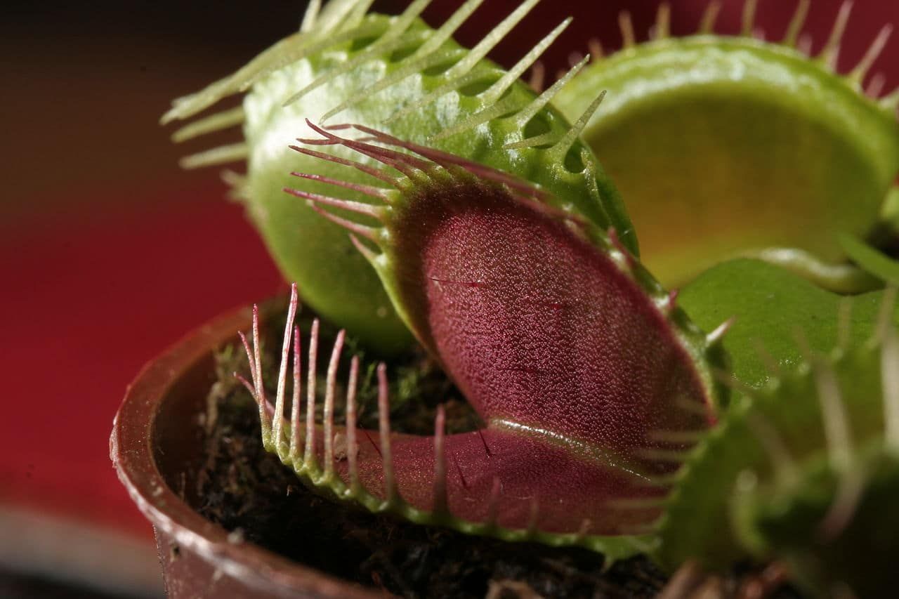 Plantas Carnívoras