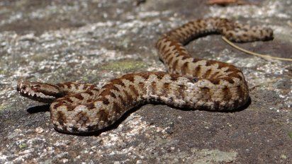 Indignante: Pareja adopta cachorros para darle de comer a sus víboras