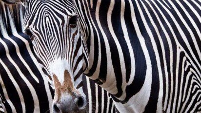 La imagen de dos cebras espejadas que fue furor en redes