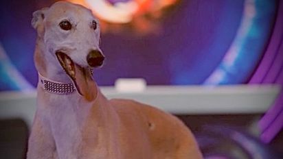 Santiago Del Moro aclaró qué pasó con Paris, la mascota de esta temporada de 