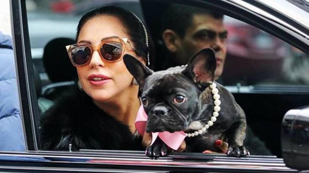 ¡Ilesos! Lady Gaga recuperó a sus perros