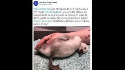 Todo mal: murió el cisne bebé pateado en la cabeza por un runner