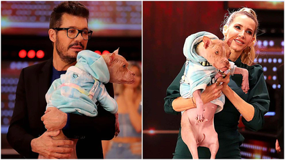 La historia de Bricia, la perrita que adoptó Marcelo Tinelli