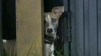 La famosa conductora de Telefe que quiere adoptar a Arturo de Gran Hermano