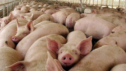 Descubren en China nuevo virus potencialmente pandémico