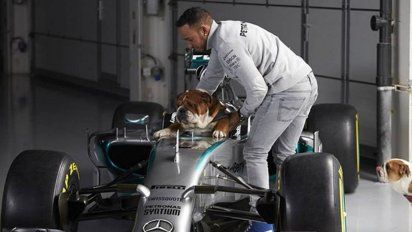 Lewis Hamilton hizo vegano a su perro