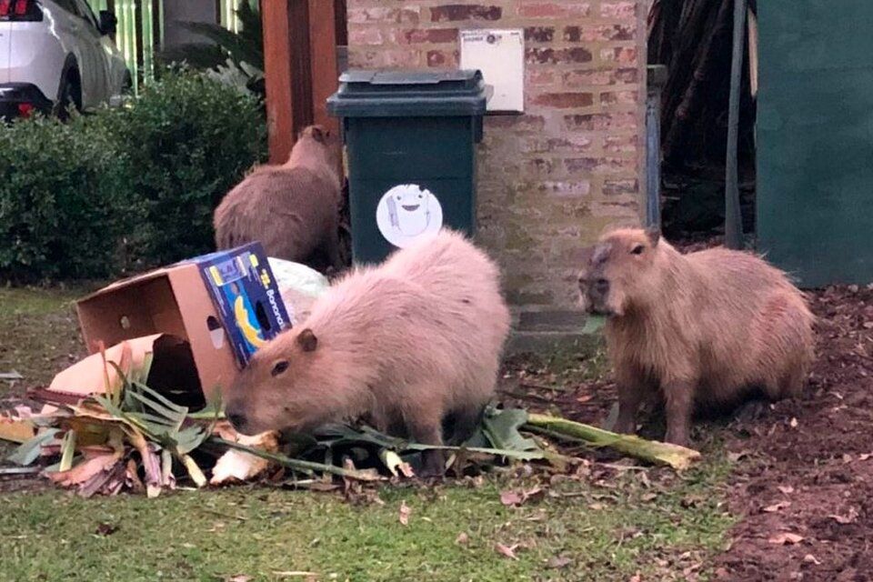 ¿Qué pasa entre los carpinchos y quienes viven en Nordelta?