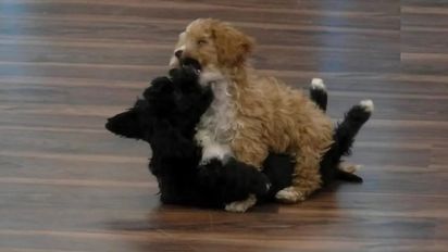 ¿Está bien que los perritos de 'Gran Hermano' se separen?
