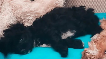 ¿Qué le pasó? Mora, la perrita de 'Gran Hermano' preocupó a todos al llorar de forma particular 