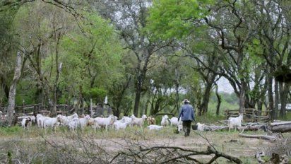 El árbol negro se estrena mañana por Cine.ar