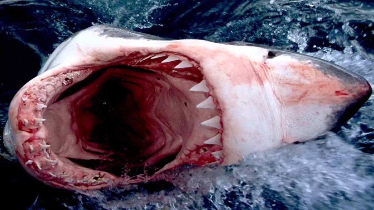 El tiburón asesino mató a una mujer y temen que vuelva a aparecer.